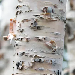 Betula papyrifera SAINT GEORGE