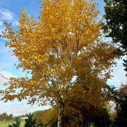 Popieržievis beržas - Betula papyrifera SAINT GEORGE