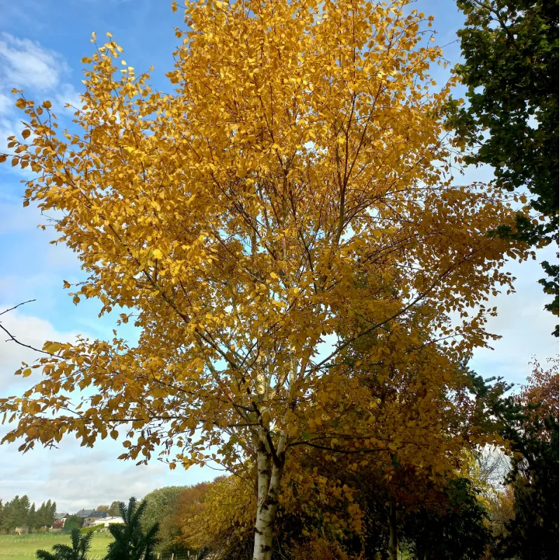 Popieržievis beržas - Betula papyrifera SAINT GEORGE