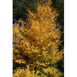 Betula papyrifera SAINT GEORGE