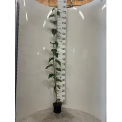 Betula papyrifera SAINT GEORGE