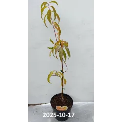 Prunus persica SUNCREST