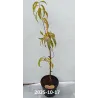 Prunus persica SUNCREST