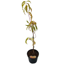 Prunus persica SUNCREST
