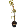 Prunus persica SUNCREST