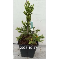 Sequoiadendron giganteum GLAUCUM