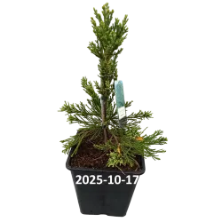 Sequoiadendron giganteum GLAUCUM