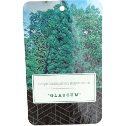 Didysis mamutmedis - Sequoiadendron giganteum GLAUCUM