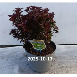 Aštrialapis bugienis - Ilex meservae LITTLE RASCAL