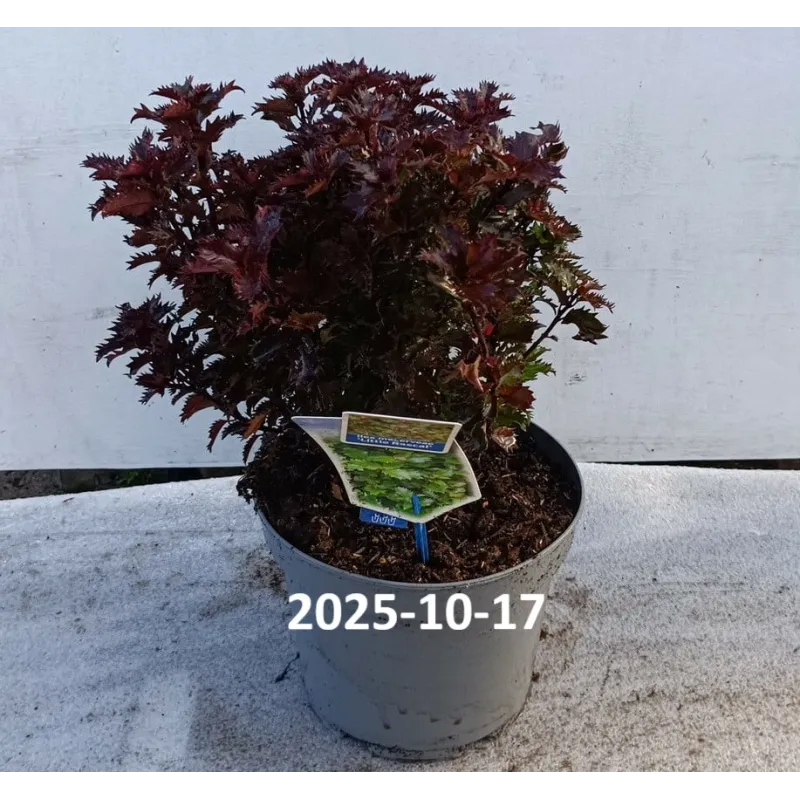 Aštrialapis bugienis - Ilex meservae LITTLE RASCAL