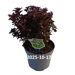 Ilex meserveae MONDO Little Rascal