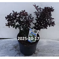 Ilex meserveae Gentle (Annys Dwarf PBR)