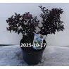 Ilex meserveae Gentle (Annys Dwarf PBR)