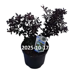 Ilex meserveae Gentle (Annys Dwarf PBR)