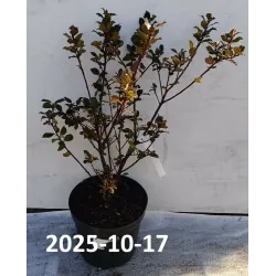 Ilex meservae BLUE PRINCE