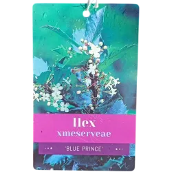 Ilex meservae BLUE PRINCE