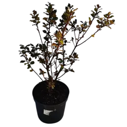 Ilex meservae BLUE PRINCE