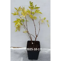 Juoduogis šeivamedis - Sambucus nigra