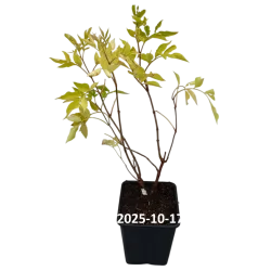 Juoduogis šeivamedis - Sambucus nigra