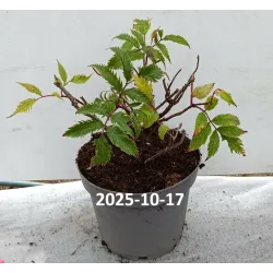 Elderberry - Sambucus x strumpfii SERENADE