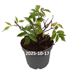 Elderberry - Sambucus x strumpfii SERENADE