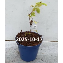 Juoduogis šeivamedis - Sambucus nigra HAIDEGG 17