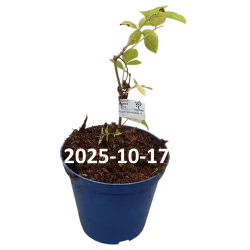 Juoduogis šeivamedis - Sambucus nigra HAIDEGG 17