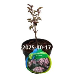 Elderberry - Sambucus nigra BLACK BEAUTY