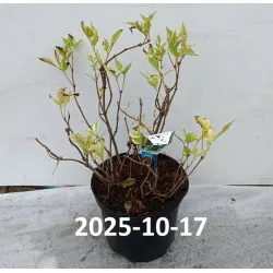 Juoduogis šeivamedis - Sambucus nigra MADONNA