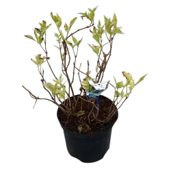 Juoduogis šeivamedis - Sambucus nigra MADONNA