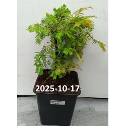 Metasequoia glyptostroboides DAWESWOOD TAWNY FLEECE