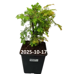 Metasequoia glyptostroboides DAWESWOOD TAWNY FLEECE