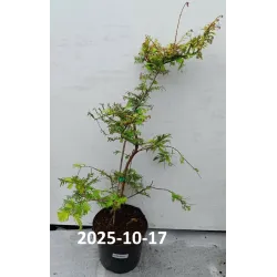 Metasekvoja - Metasequoia glyptostroboides GOLDRUSH