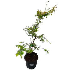 Metasekvoja - Metasequoia glyptostroboides GOLDRUSH