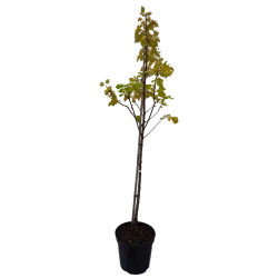 Abrikosas - Prunus armeniaca GOLDRICH