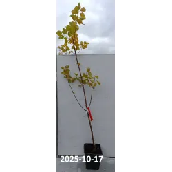 Apricot - Prunus armeniaca GOLDRICH