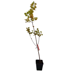 Abrikosas - Prunus armeniaca GOLDRICH