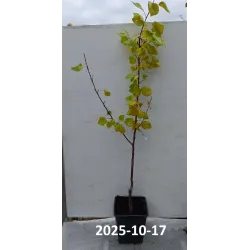 Abrikosas - Prunus armeniaca HARLAYNE