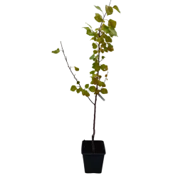 Apricot - Prunus armeniaca HARLAYNE