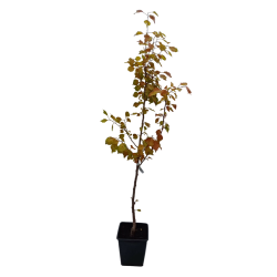 Prunus armeniaca VELTA