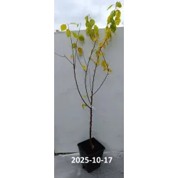 Abrikosas - Prunus armeniaca LASMA