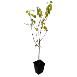 Abrikosas - Prunus armeniaca LASMA