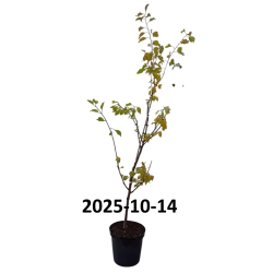 Apricot - Prunus armeniaca KAUNAS