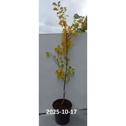 Abrikosas - Prunus armeniaca COMPACTA