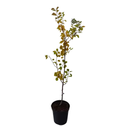 Abrikosas - Prunus armeniaca COMPACTA