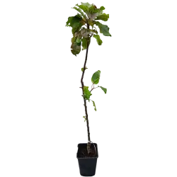 Obelų sodinukai internetu su pristatymu į namus