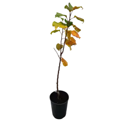 Žagarės sodų vaismedžiai internetu su pristatymu į namus