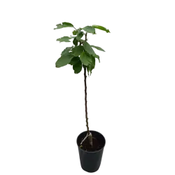 Žagarės sodų vaismedžiai internetu su pristatymu į namus