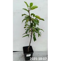 Obelų sodinukai internetu su pristatymu į namus