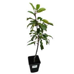 Obelų sodinukai internetu su pristatymu į namus